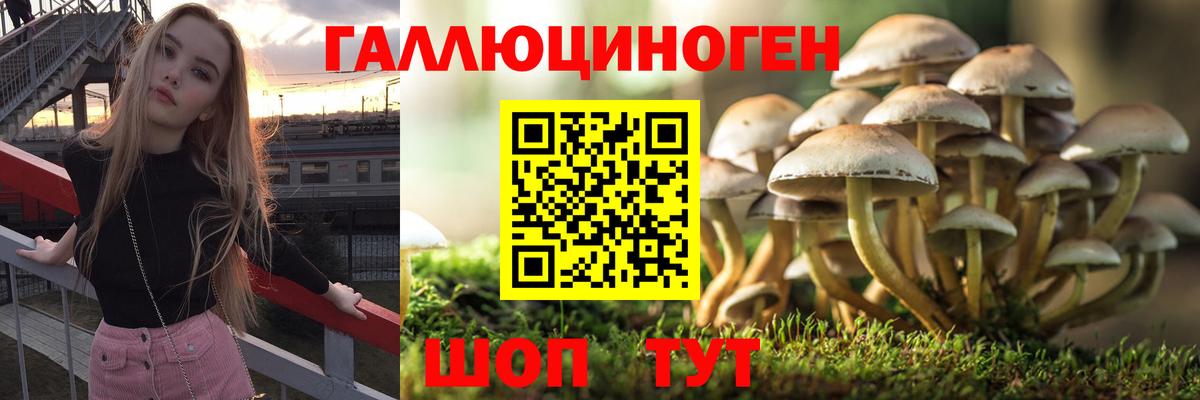 Ивантеевка  наркота  Вход с VPN  Псилоцибиновые грибы Cubensis 